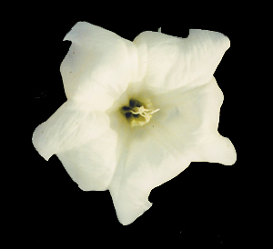 Moonflower