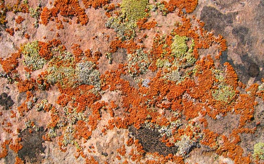 where is all the lichen on the rock?