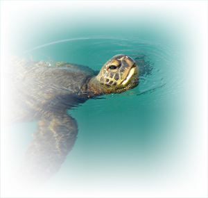 sea turtle viewing